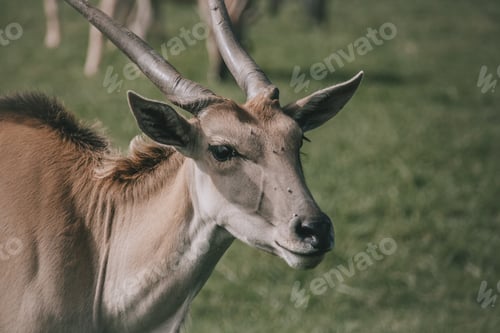 Preview: High angle closeup shot of a cute antelope in the field