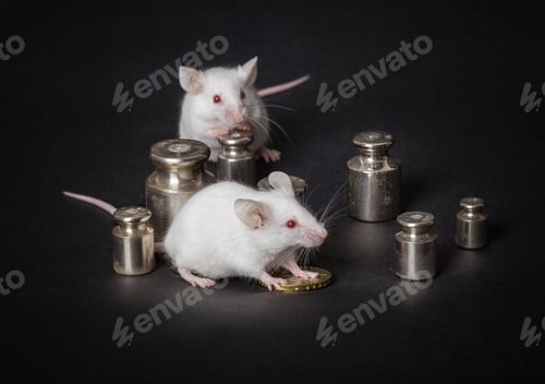Preview: two white laboratory mice with weights and coin.