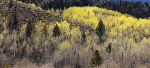 Preview: Trees, Land and Mountains in American Landscape. Grand Teton National Park