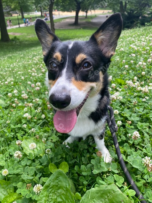 Preview: Vertical closeup shot of an adorable dog with patchy fur on a field looking at the camera