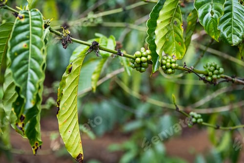 Preview: Coffee beans on coffee trees plantation, close up. Organic coffee berries in tropical garden.