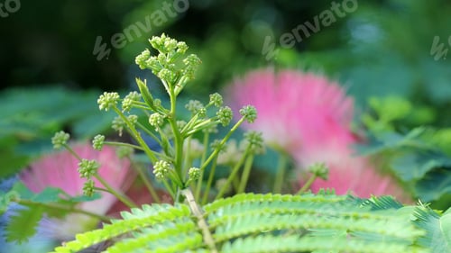 Preview: Mimosa Tree Flowers And Buds - Photograph Of Mimosa Tree Flowers And Green Flower Buds. Selective