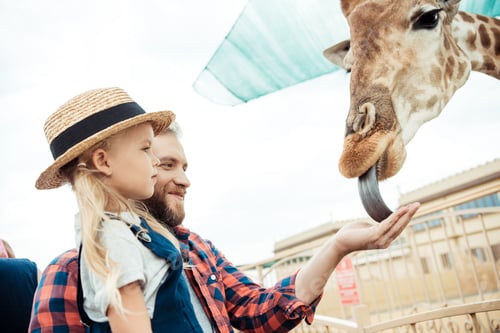 Preview: side view of father and little daughter feeding giraffe in zoo