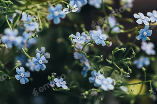 Preview: closeup view of forget-me-nots on blurred background