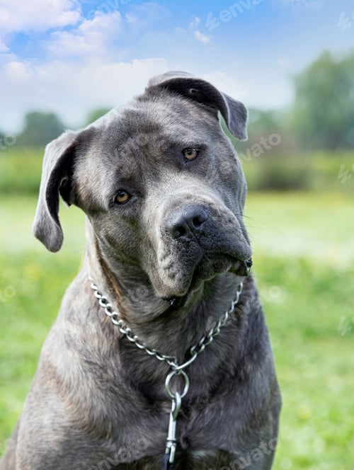Preview: portrait of cane corso