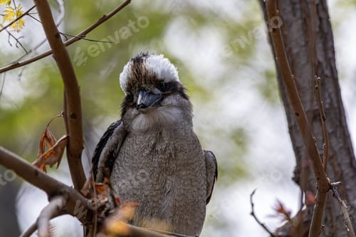 Preview: Kookaburra perched on a tree branch