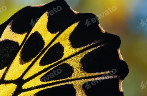 Preview: Close-up view of the butterfly wing