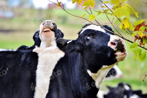Preview: Something funny of calf sticking tongue out and photobombing cow