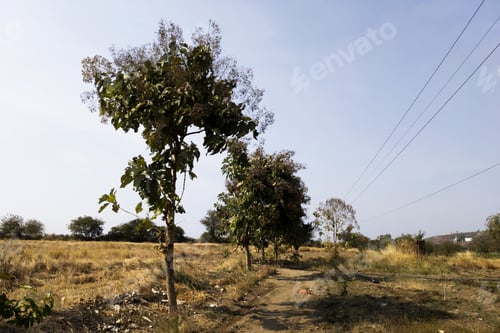 Preview: Beautiful shot of a walkway with trees in the natural landscape