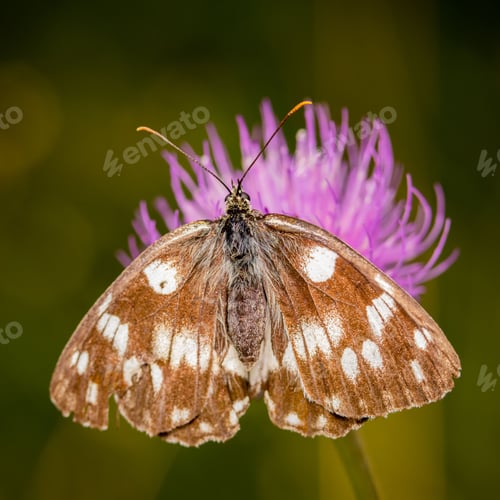 Preview: Closeup shot of Melanargia galathea, the marbled white butterfly on a purple flower.