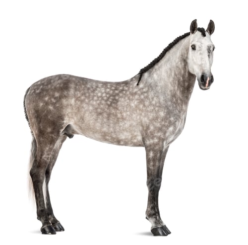 Preview: Andalusian, 7 years old, also known as the Pure Spanish Horse or PRE against white background