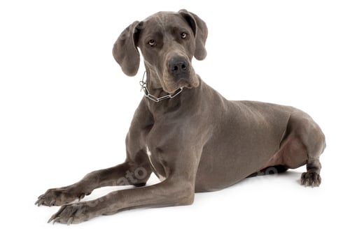 Preview: Grey Great Dane