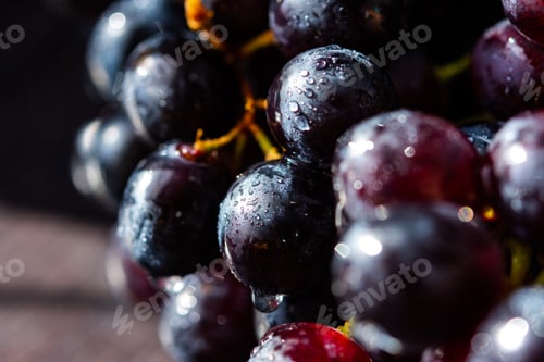 Preview: Purple grapes close-up in water droplets.