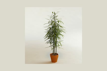 Preview: Potted plant with elongated leaves