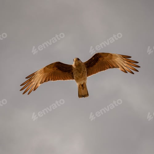 Preview: Low angle of a red kite soaring through a cloudy sky