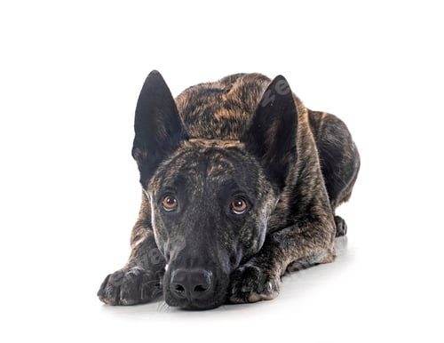 Preview: Dutch Shepherd in studio