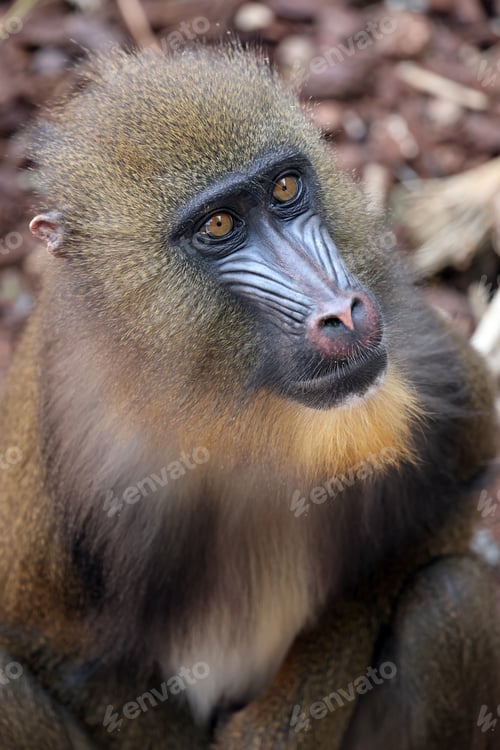 Preview: Close up shot of mandrill (Mandrillus sphinx) portrait