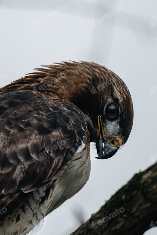Preview: Vertical closeup of a Red-Tailed Hawk perched on a branch of a tree