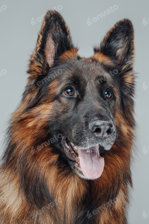 Preview: Headshot of happy belgian shepherd against white background