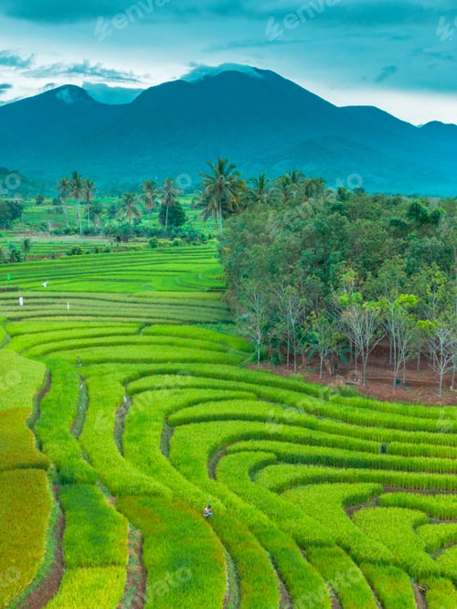 Preview: beautiful morning view indonesia panorama landscape paddy fields