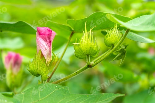 Preview: Green cotton field in India with flowers.