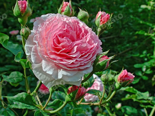 Preview: Closeup shot of James Galway rose in the garden
