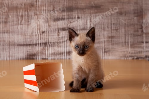 Preview: kitten sitting on the floor looking at the object that is half cut in half