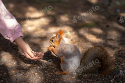Preview: A beautiful red squirrel eats nuts in the forest from a man's hand.