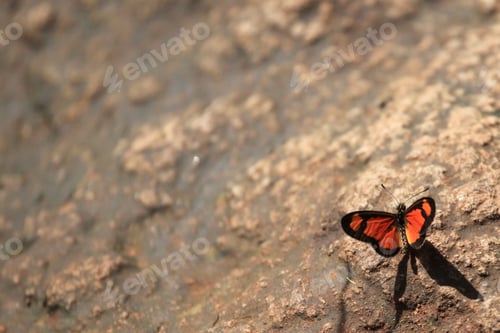 Preview: Butterfly - Bigodi Wetlands - Uganda, Africa