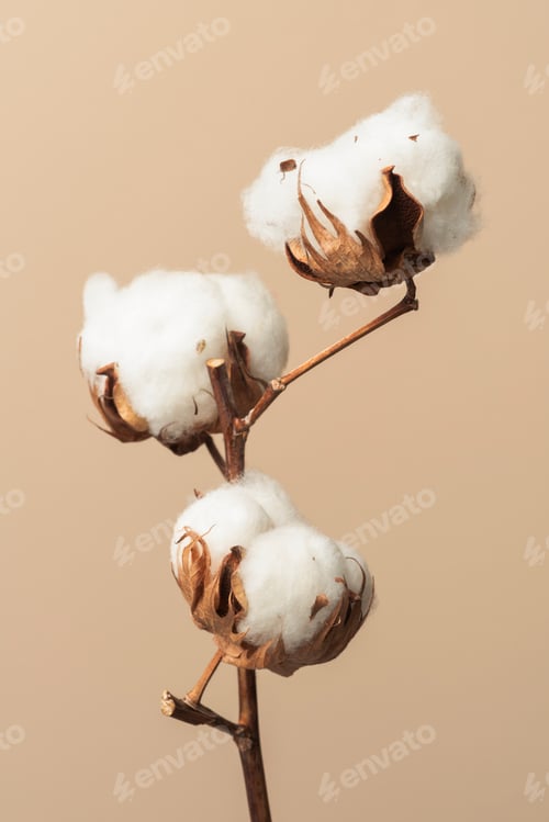 Preview: Dried fluffy cotton flower branch on a beige background