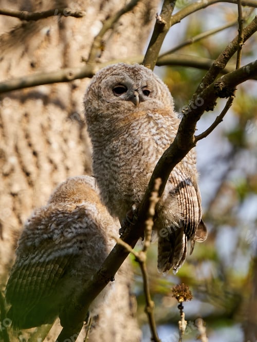 Preview: Tawny owl (Strix aluco)