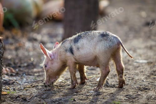 Preview: Small young funny dirty pink and black pig piglet standing outdoors on sunny farmyard. Sow farming