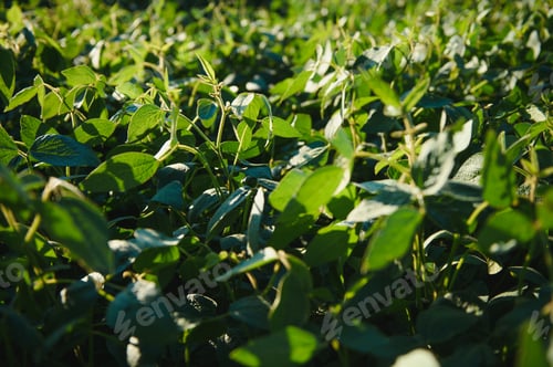 Preview: Soy field and soy plants in early morning light. Soy agriculture