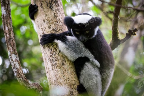 Preview: Indri lemur clings to a tree branch in Madagascar\'s lush rainforest during daylight