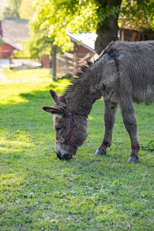 Preview: Cute donkey on the farm in spring light.