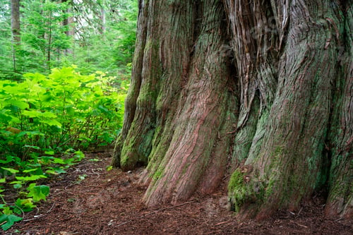 Preview: Massive Tree Trunk in a Lush Green Forest
