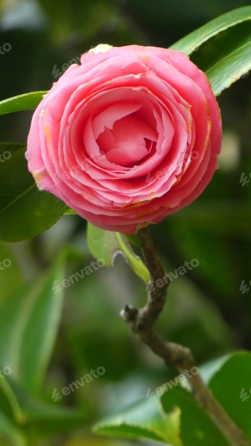 Preview: close up of pink camellia flower with green leaf background