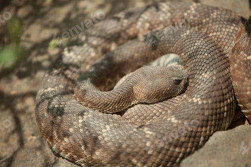Preview: Resting Western Diamondback Rattlesnake