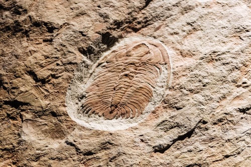 Preview: Fosil from a well preserved eccaparadoxides.