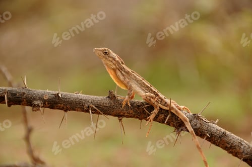 Preview: Agama lizard in the forest
