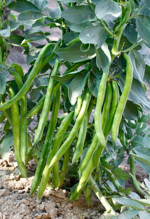 Preview: Fava beans