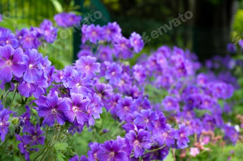 Preview: Gorgeous purple bohemian geranium. Lilac geranium flowers in the flowerbed. Beautiful background