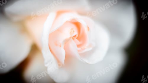 Preview: Beautiful orange rose flower close-up macro photograph. Purity and glamour concept.