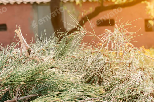 Preview: Pile of pine needles from some freshly cut pine branches.