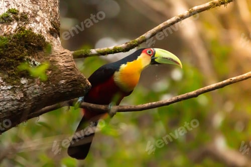 Preview: toucan, bird, colours, tropics