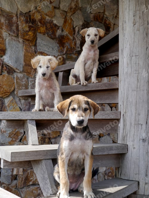 Preview: Three dogs on the stairs