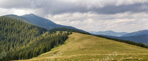 Vorschau: Grüne Graswiese mit grasenden Kühen