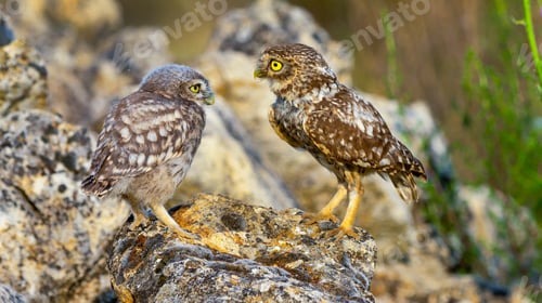 Preview: Little Owl, Spain