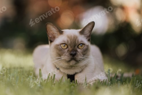 Preview: Burmese cat on the grass