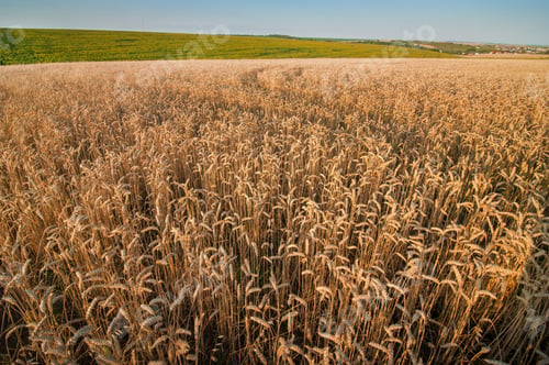 Preview: field of ripening cereals, wheat ears from above